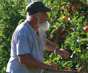 Frère Joseph, cpcr, cueillette des pommes du verger